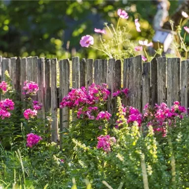 A blooming garden with colorful, pink flowers in front of a wooden fence. The sun shines on the plants, creating an inviting atmosphere.