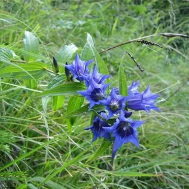 A group of blue gentian flowers in a green grass field. The flowers are radiant and draw attention to themselves.