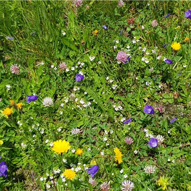 A colorful flower meadow with various plants in yellow, purple, and white. The grass is green and lush.