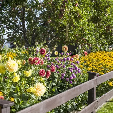 Ein schöner Garten mit bunten Blumen und einer Holzbegrenzung. Die Blumen erstrahlen in verschiedenen Farben und schaffen eine lebendige Atmosphäre.