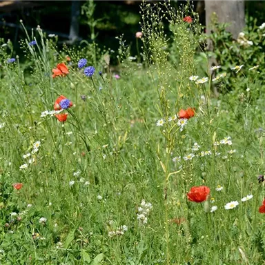 A colorful blooming field with red, blue, and white flowers. The green meadow conveys a fresh, sunny feeling.