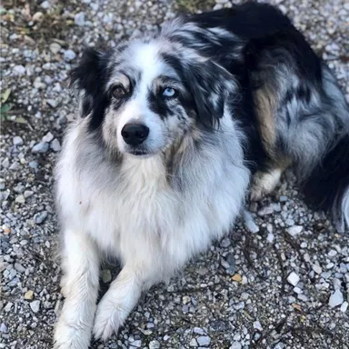 Ein schöner Hund mit grauem und schwarzem Fell liegt entspannt auf einem Kiesboden. Er hat auffällige blaue Augen.