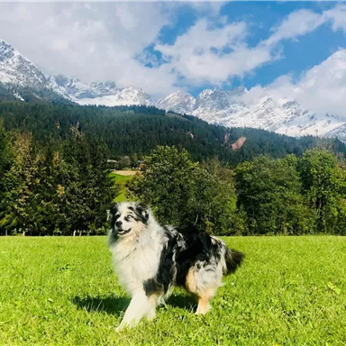 Ein schöner Hund läuft über eine grüne Wiese. Im Hintergrund sind schneebedeckte Berge und ein blauer Himmel zu sehen.