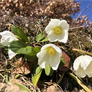 Weißblühende Blumen mit gelben Staubgefäßen wachsen auf grünem Gras. Der Himmel ist klar und blau.