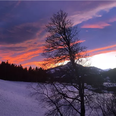 Eine malerische Winterlandschaft mit einem bunten Sonnenuntergang über schneebedeckten Feldern. Silhouetten von Bäumen und Bergen sind im Hintergrund zu sehen.
