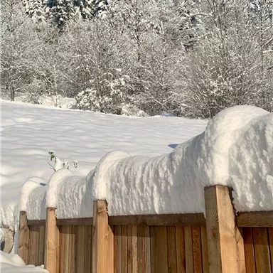 Eine verschneite Landschaft mit hohen, schneebedeckten Bäumen im Hintergrund. Eine Holzlattenzaun zeigt die dichte Schneedecke im Vordergrund.