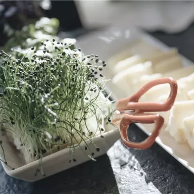 Ein Teller mit frischen Sprossen und einer Schere zum Schneiden. Daneben liegen feine Scheiben von einer weißen Speise.