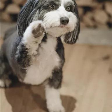 Ein kleiner Hund hebt seine Pfote freundlich. Im Hintergrund sind Holzscheite zu sehen.