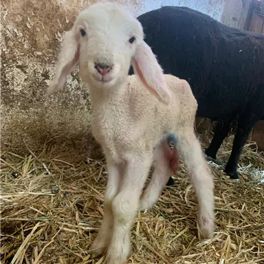 Ein kleines, helles Lamm steht auf Stroh in einem Stall. Im Hintergrund ist ein schwarzes Schaf zu sehen.