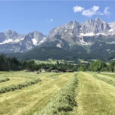 Eine weite Wiese mit frisch gemähtem Gras und majestätischen Bergen im Hintergrund. Der Himmel ist klar und blau, was eine friedliche Atmosphäre schafft.
