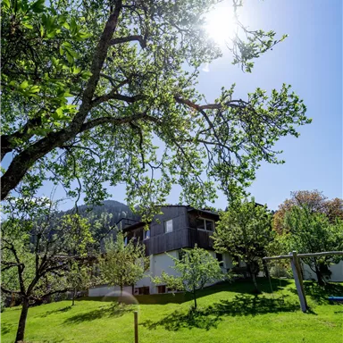 A green garden with a large tree and a modern house in the background. The sun is shining brightly in the blue sky.
