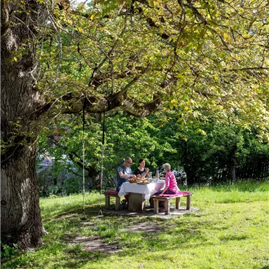 A family is sitting at a table under a large tree. The garden is green and sunny, ideal for a picnic.