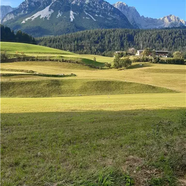 A stunning mountain panorama with green meadows and wooded slopes. The sky is clear and sunny.