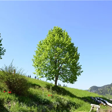 Eine grüne Wiese mit zwei großen Bäumen und einem klaren blauen Himmel. Im Hintergrund sind sanfte Hügel und Berge zu sehen.