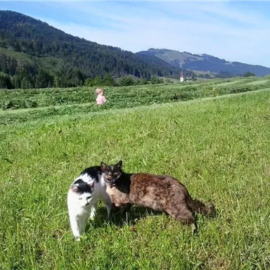 Zwei Katzen stehen auf einer grünen Wiese. Im Hintergrund sieht man Berge und einen blauen Himmel.