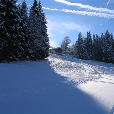 A snowy landscape with tall pine trees and a clear sky in the background. Ski tracks lead through the fresh snow to a small house.