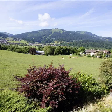 Eine malerische Landschaft mit grünen Wiesen und sanften Hügeln. Im Vordergrund sind bunte Sträucher und im Hintergrund sind kleine Häuser und Berge zu sehen.