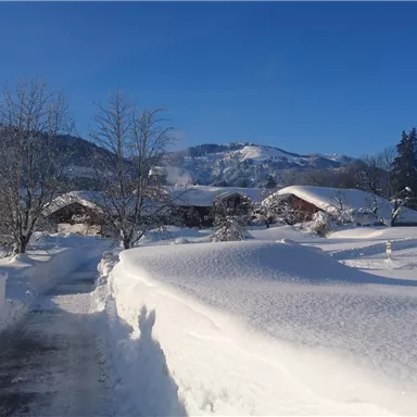 Eine verschneite Landschaft mit sanften Hügeln und Bäumen. Im Hintergrund sind Berge unter einem klaren blauen Himmel zu sehen.