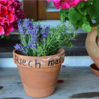 Ein Blumentopf mit frischen Kräutern und lila Lavendel steht auf einem Tisch. Dahinter blühen pinke Pelargonien in weiteren Töpfen.