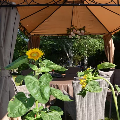 Ein sonniger Garten mit einer Pergola und einem Tisch mit Stühlen. Im Vordergrund blüht eine Sonnenblume.