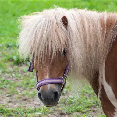 Ein kleines Pony mit einer auffälligen Mähne steht auf einer grünen Wiese. Es hat eine braun-weiße Fellzeichnung und trägt ein Halfter.