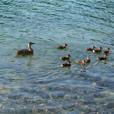 A duck is swimming in the clear water with her ducklings. They seem to be peacefully together.