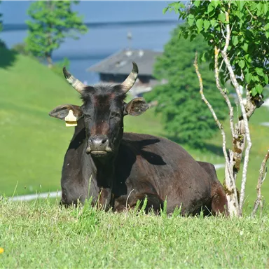 A black cow is lying relaxed on a green meadow. In the background, trees and a reception building can be seen.