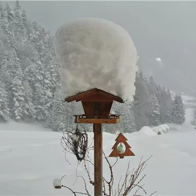 A birdhouse on a post, covered with a thick layer of snow. In the background, snowy trees and a wintry landscape can be seen.