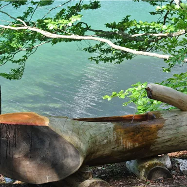 A large tree trunk lies on the shore of a clear body of water. Green leaves and branches frame the scene.