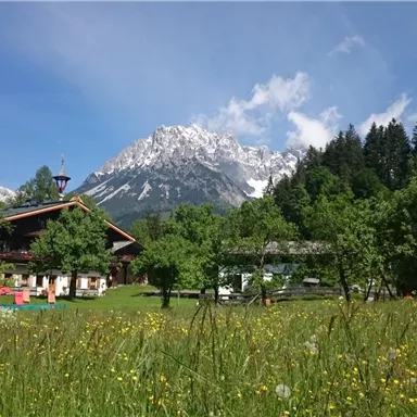Eine grüne Wiese mit bunten Blumen und einem traditionellen Gebäude. Im Hintergrund erheben sich schneebedeckte Berge unter einem klaren blauen Himmel.