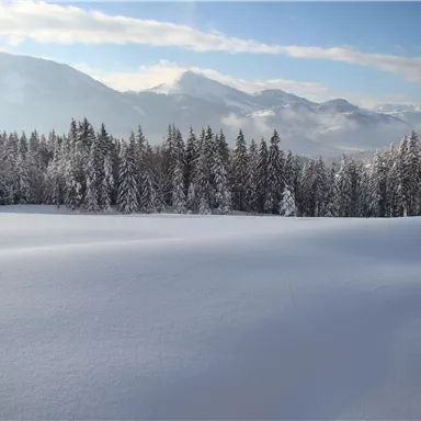 Eine verschneite Landschaft mit hohen Tannenbäumen im Hintergrund. Der Himmel ist klar und die Berge sind leicht in der Ferne zu sehen.