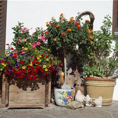 Colorful flowers in various pots stand in front of a house. Some small figures and plants complement the blooming decoration.