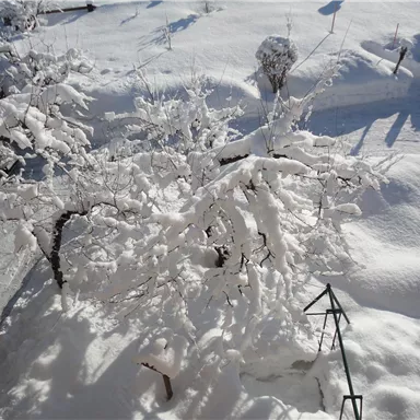 A snowy garden with a small tree covered in snow. The landscape is bright and wintry.