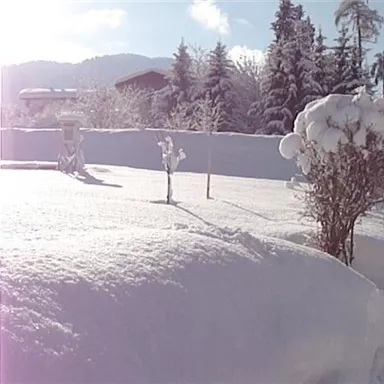 A picturesque winter landscape with plenty of snow and radiant sunshine. The trees are thickly covered with snow, and the scenery appears peaceful and inviting.