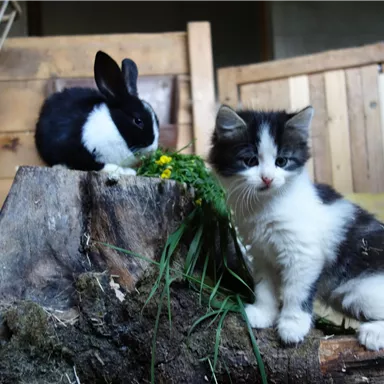 A black rabbit is eating fresh grass on a tree stump, while a small gray-white cat sits next to it. The background features a wooden structure, creating a cozy atmosphere.