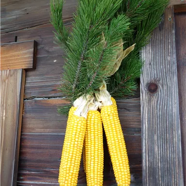 A bundle of yellow corn cobs hangs on a wooden panel. Fresh fir branches are attached to it.