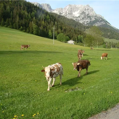 Eine malerische Wiese mit Kühen und Bergen im Hintergrund. Die Sonne scheint auf die saftigen Wiesen und die Tiere grasen friedlich.