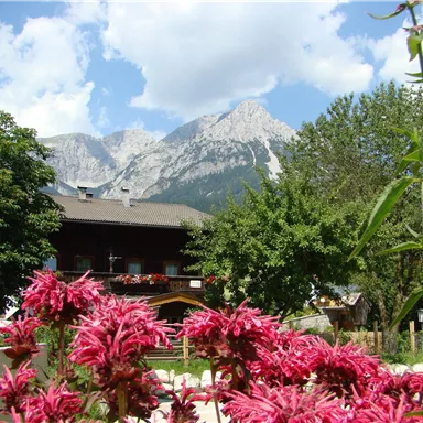A beautiful garden with pink flowers in the foreground. In the background, tall mountains and a blue sky can be seen.