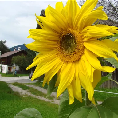 A large sunflower with bright yellow petals stands in the foreground. In the background, a house and a peaceful landscape can be seen.