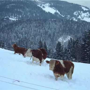 Drei Kühe stehen im Schnee auf einer verschneiten Wiese. Im Hintergrund sieht man bewaldete Hügel und schneebedeckte Berge.