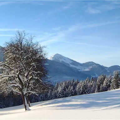 Eine verschneite Landschaft mit einem einsamen Baum. Im Hintergrund sind Berge und ein klarer blauer Himmel sichtbar.