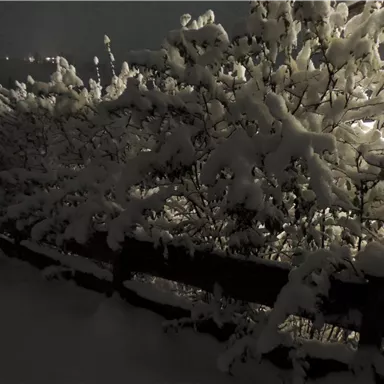 Eine verschneite Landschaft in der Nacht, mit dicht bewachsenen Sträuchern. Der Schnee bedeckt alles und erzeugt eine stille, winterliche Atmosphäre.