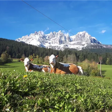 Zwei Kühe liegen auf einer grünen Wiese. Im Hintergrund sind schneebedeckte Berge und ein blauer Himmel zu sehen.