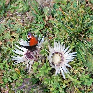 A butterfly with bright red and blue colors sits on a white flower. The surroundings are green and untouched by humans.
