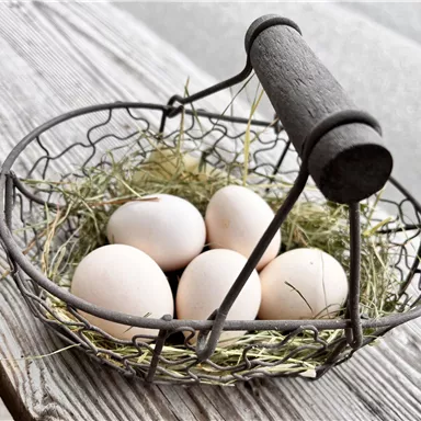 Ein Korb mit frischen Eiern liegt auf einem Holztisch. Der Korb ist mit Heu gefüllt und hat einen stabilen Griff.