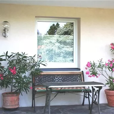 A cozy terrace with a bench and two pots full of blooming plants. The room has a large window and is flooded with pleasantly bright light.