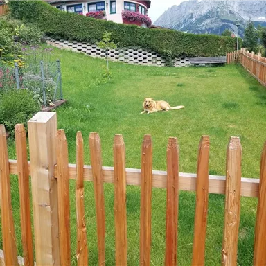 A beautiful, green garden with a dog lying on the grass. In the background, there are mountains and a wooden fence.