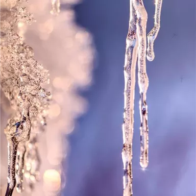 Icicles hang from a frozen surface. The light reflects off the ice, creating a sparkling effect.