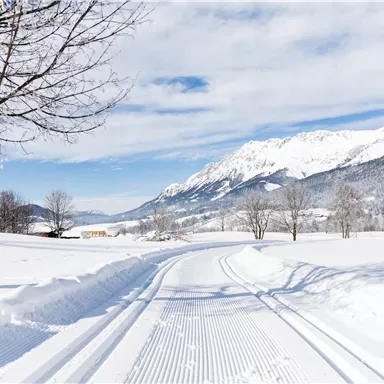 A snowy landscape with a clear sky and mountains in the background. The path is clearly visible and lined with trees.
