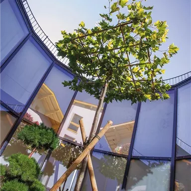 A modern interior with a young tree in the center. Surrounding it are green plants and large windows that let in a lot of light.